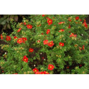 Nátržník krovitý (Potentilla fruticosa) ´RED ACE´® - výška 20-40 cm, ⌀ 20-30 cm, kont. C3L